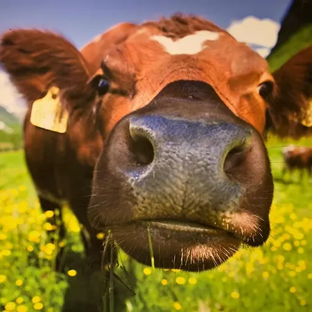 Haus Sonnenschein Warth (Vorarlberg)