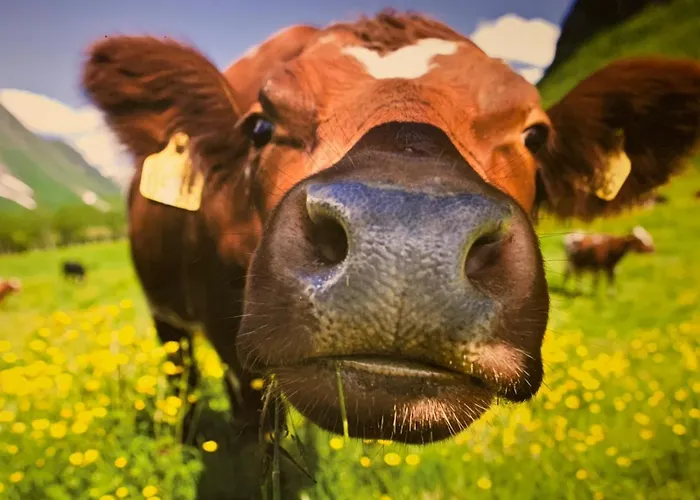 Haus Sonnenschein Warth (Vorarlberg)